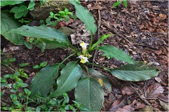 Curcuma oligantha var. oligantha
